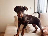 Sahibine bağlı Doberman
