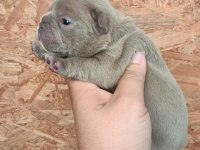 Egzotik French Bulldog Bebekler