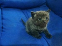 Sahiplendirilecek scottish fold