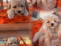 Erkek 0 numara maltipoo yavrumuz