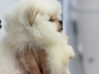 2 Kilo Bile Olmayan Bir Mucize Ayı Surat Teacup Pomeranian