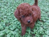 Çok Tatlı Teacup Dişi Poodle