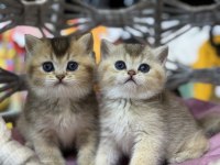 Golden British Shorthair Güzellikleri