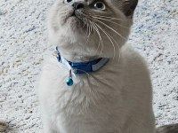 Blue Point British Shorthair Kedimize İyi Sahipler Aranıyor
