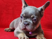 French bulldog yavrularımız