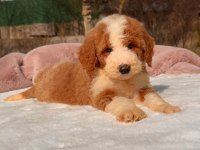 Show kalite giant (Dev) poodle yavrular