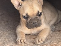 Çok Acil Son Bir Adet Dişi French Bulldog Kalmıştır