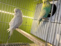 Show Jumbo Çift Muhabbet Kuşu