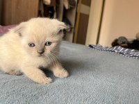 Yavru kedimi sahiplendirmek istiyorum