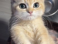 British shorthair golden ny11 mükemmel erkek