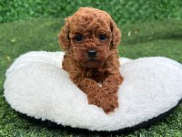 ZİYARETE AÇIK ERKEK DİŞİ POODLE BEBEKLER 