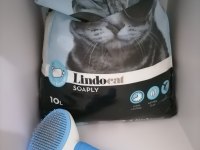 5 aylık british shorthair erkek