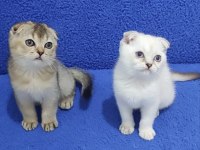 Scottish Fold yavrularımız yeni yuvalarını arıyor