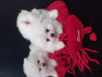 Mükemmel kalitede teacup kar beyaz pomeranian bebekler