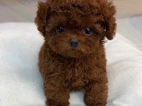 En Güzel Toy Poodle Bebek