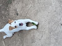 Jack russell terrier