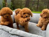 Toy poodle bebeklerimiz için ulaşın