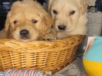 Baby face golden retriever bebekler