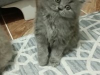 British longhair 25 mart doğumlu
