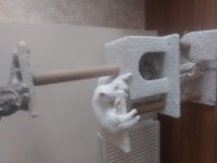 Safkan British Shorthair Kedisi