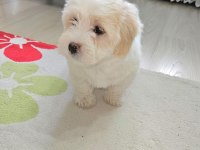 Maltipoo yavru