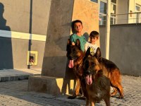 Üst düzey alman çoban köpeği yavru