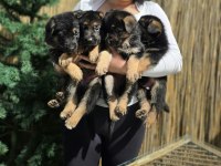 A şecereli safkan alman çoban köpeği yavrularımız