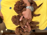 Toy Poodle Köpeklerim