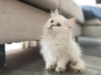 Pofuduk british longhair prenses