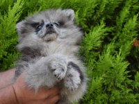Blue Merle Pomeranian Erkek yavrumuz
