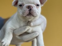 Irk Garantili Fransız Bulldog Yavrularımız