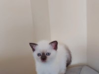 ÇİKOLATA POİNT 2 DİŞİ 1 ERKEK UYGUNA VERİLECEK SCOTTİSH