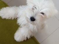 Yavru 0 numara terrier