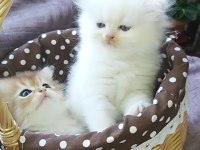Safkan British Longhair Yavrular