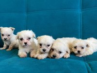 Kar beyaz Maltese Terrier bebekler