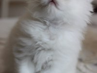 Show kalite british longhair
