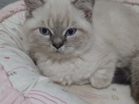 A KALİTE BRİTİSH SHORTHAİR YAVRULAR