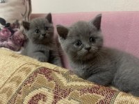 Safkan british shorthair yavrularımız yeni yuvalarına hazır