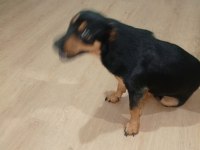 Rottweiler kırma ücretsiz