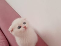 Scottish fold