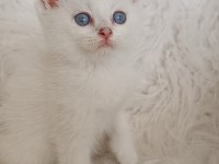 Acil Bursa British shorthair Ns 12 33 Erkek yavru