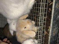 Hollanda Lop Tavşanı