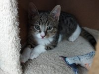 3 AYLIK YAVRU ANNESİZ KEDİYE YUVA ARIYORUZ