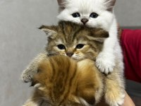 Safkan yavru british shorthair kedilerimiz elli günlük