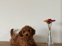 UYGUNA AİLEDEN UFAK BOYUTLU TOY POODLE