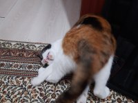Edremit Kedimizi Sahiplendirme