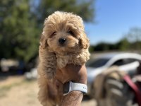 Maltipoo yavrularımız yeni sahipleri için hazır