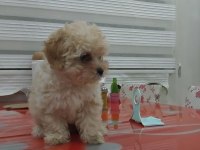 Evde bakılmış mis gibi maltipoo yavru