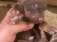 Doberman özel renk bebeklerimiz için acele edin