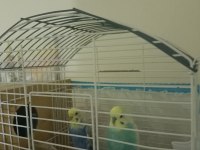 RAİNBOW ERKEK DİŞİ 2 ADET MUHABBET KUŞLAR